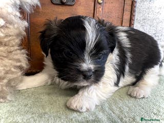 Maltese dogs Maltese x terrier - Advert 12