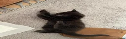 Mixed Breed cats for sale: Black kitten  - Advert 2