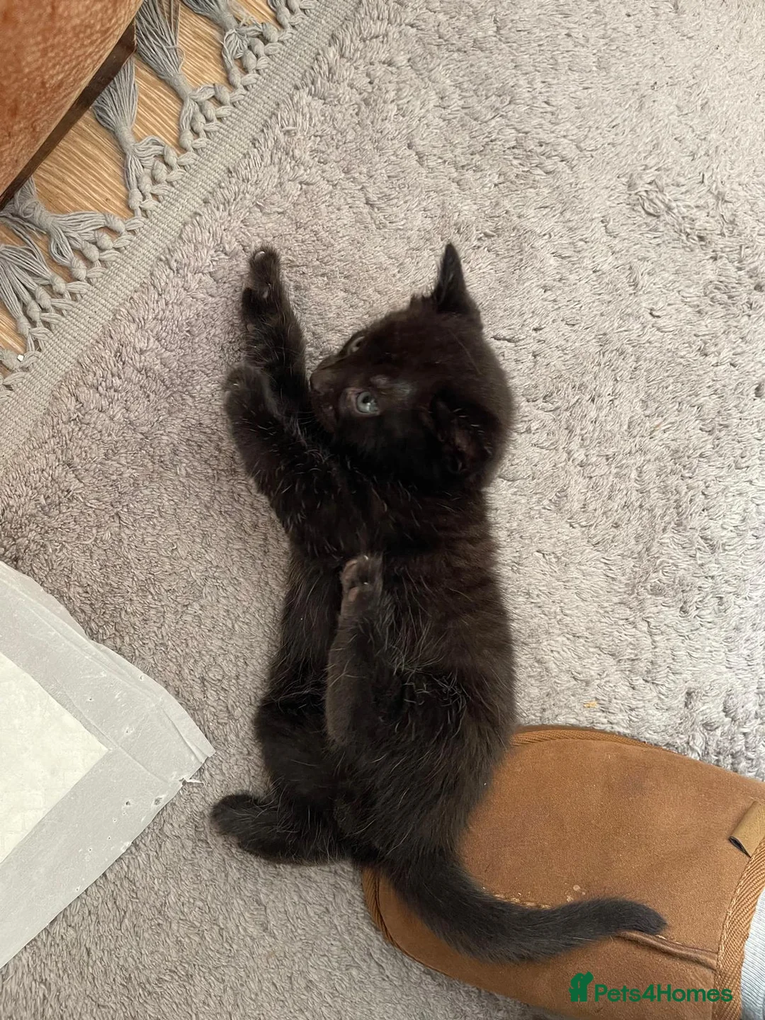 Mixed Breed cats for sale: Black kitten  - Advert 2