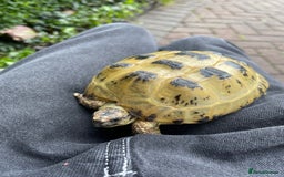 Tortoise reptiles for sale: Selling my beautiful Russian tortoise. - Image 5
