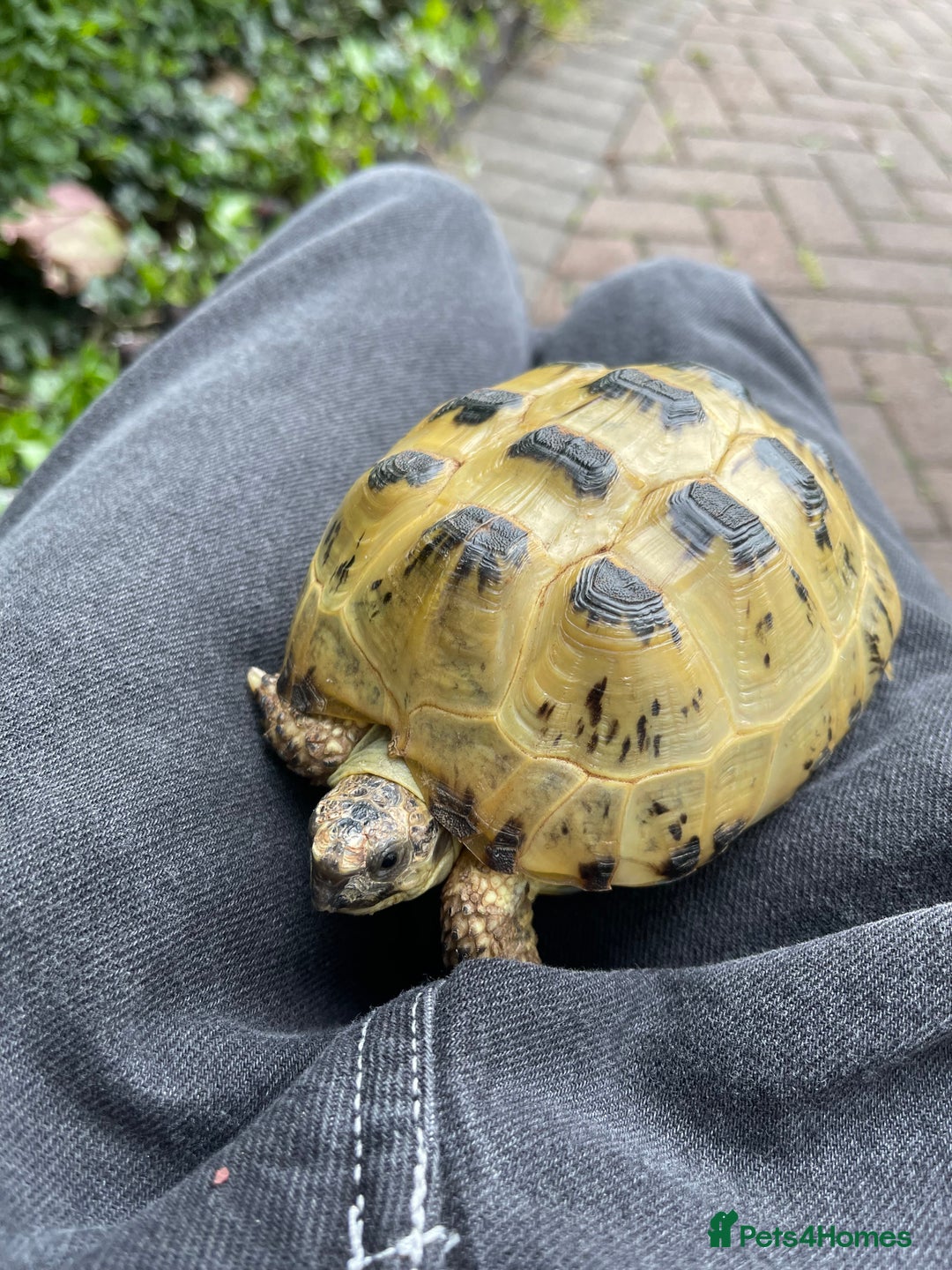 Tortoise reptiles for sale: Selling my beautiful Russian tortoise. - Image 5