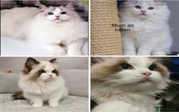 Ragdoll cats for sale: Stunning full pedigree EU Ragdoll kittens  - Image 3