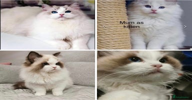 Ragdoll cats - Advert 5