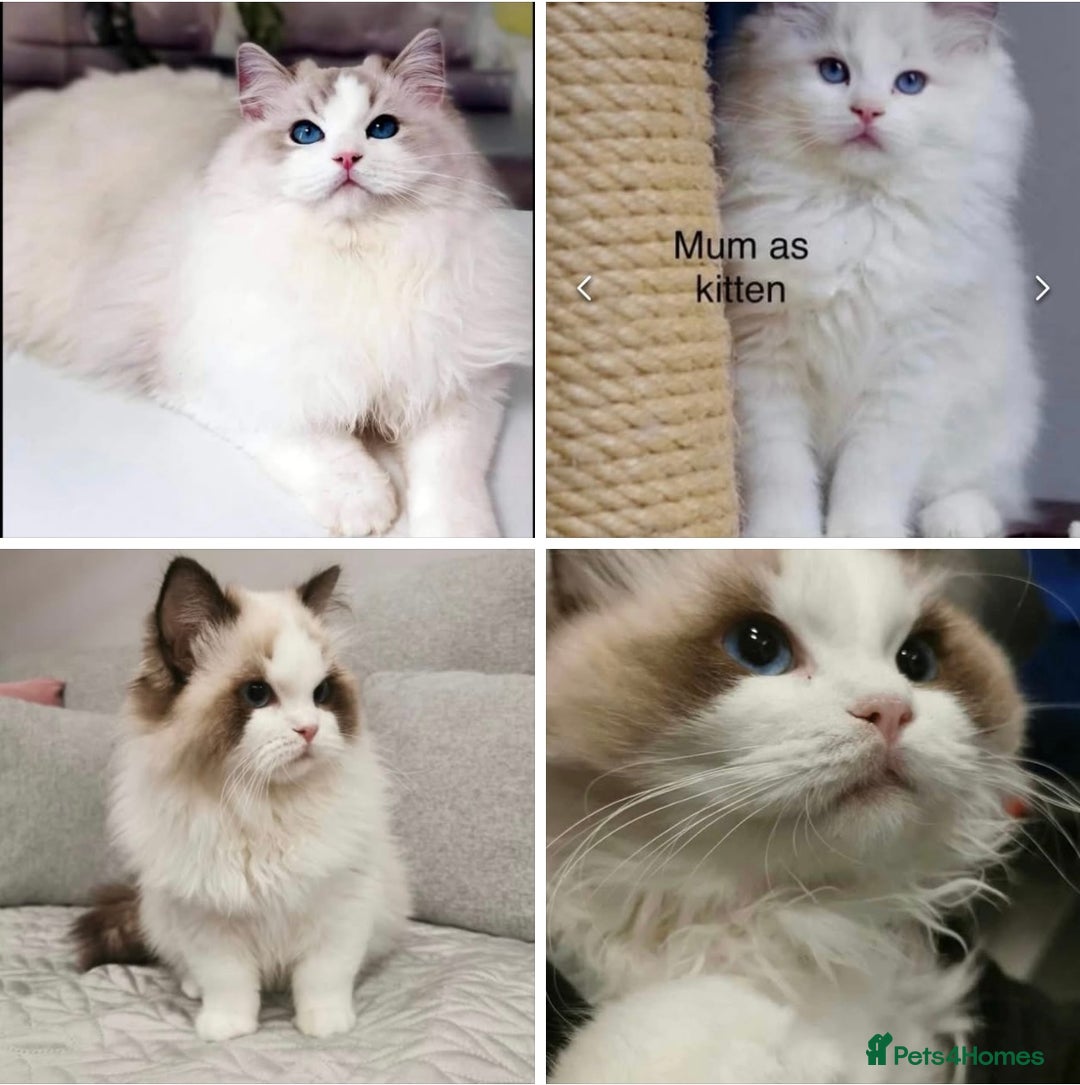 Ragdoll cats for sale: Stunning full pedigree EU Ragdoll kittens  - Image 3