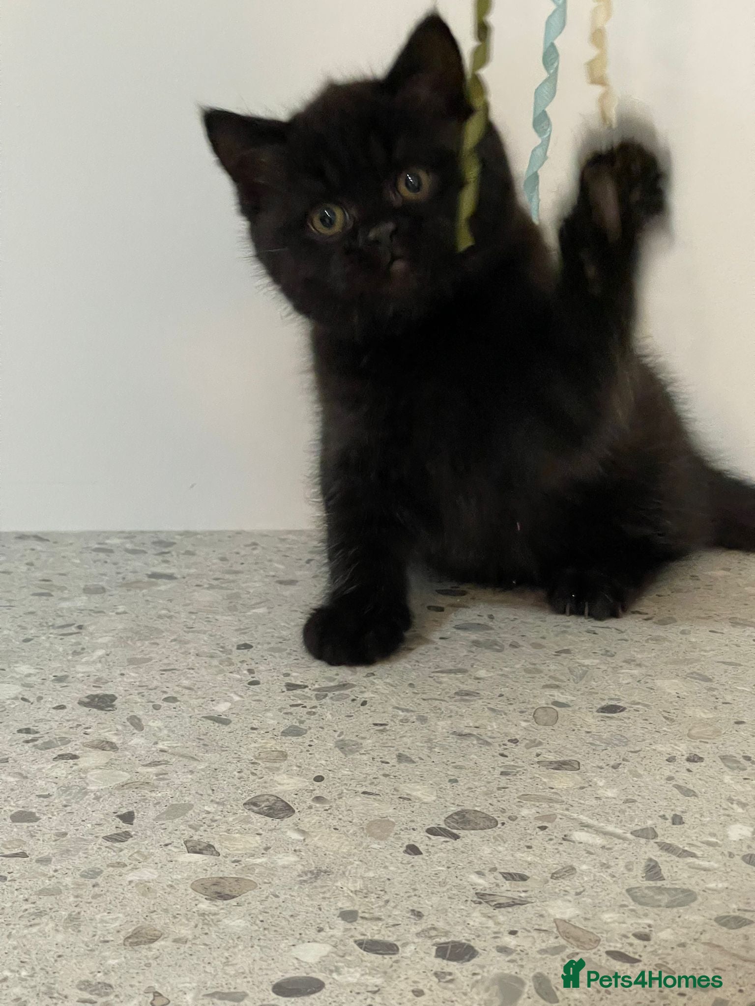 British Shorthair cats GCCF BOYS LOOKING FOR THEIR FOREVER HOME - Advert 2