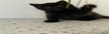 BLACK MALE 