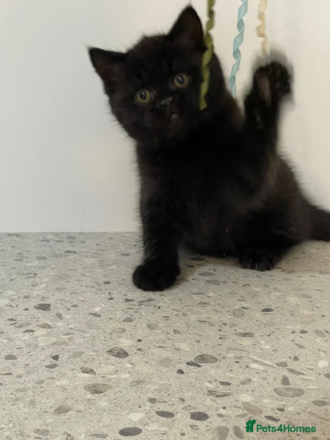 British Shorthair cats for sale: STUNNING CHUNKY GCCF REG KITTENS  - Advert 2
