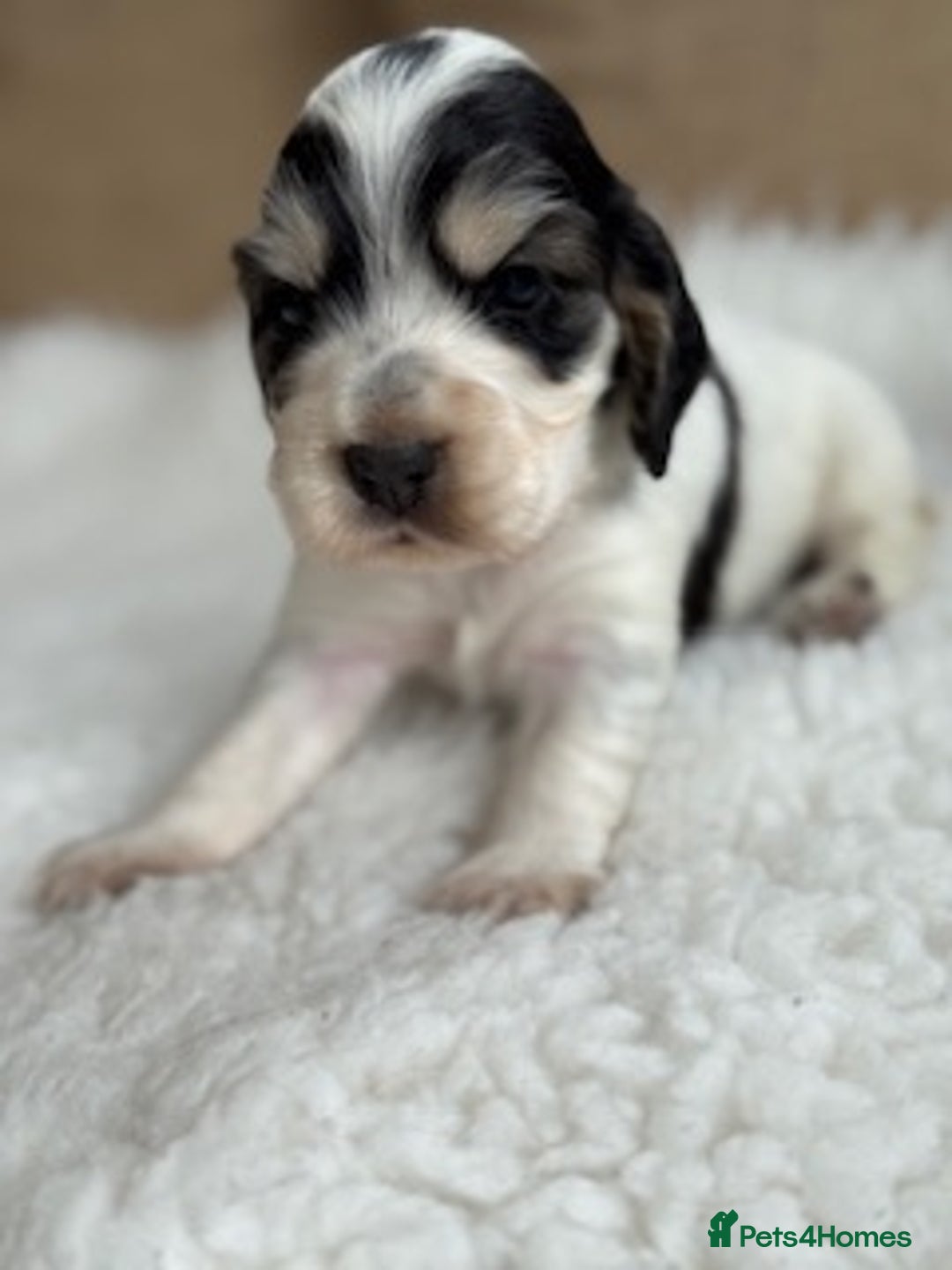 Cocker Spaniel dogs for sale: Health tested show cocker spaniels - Image 10