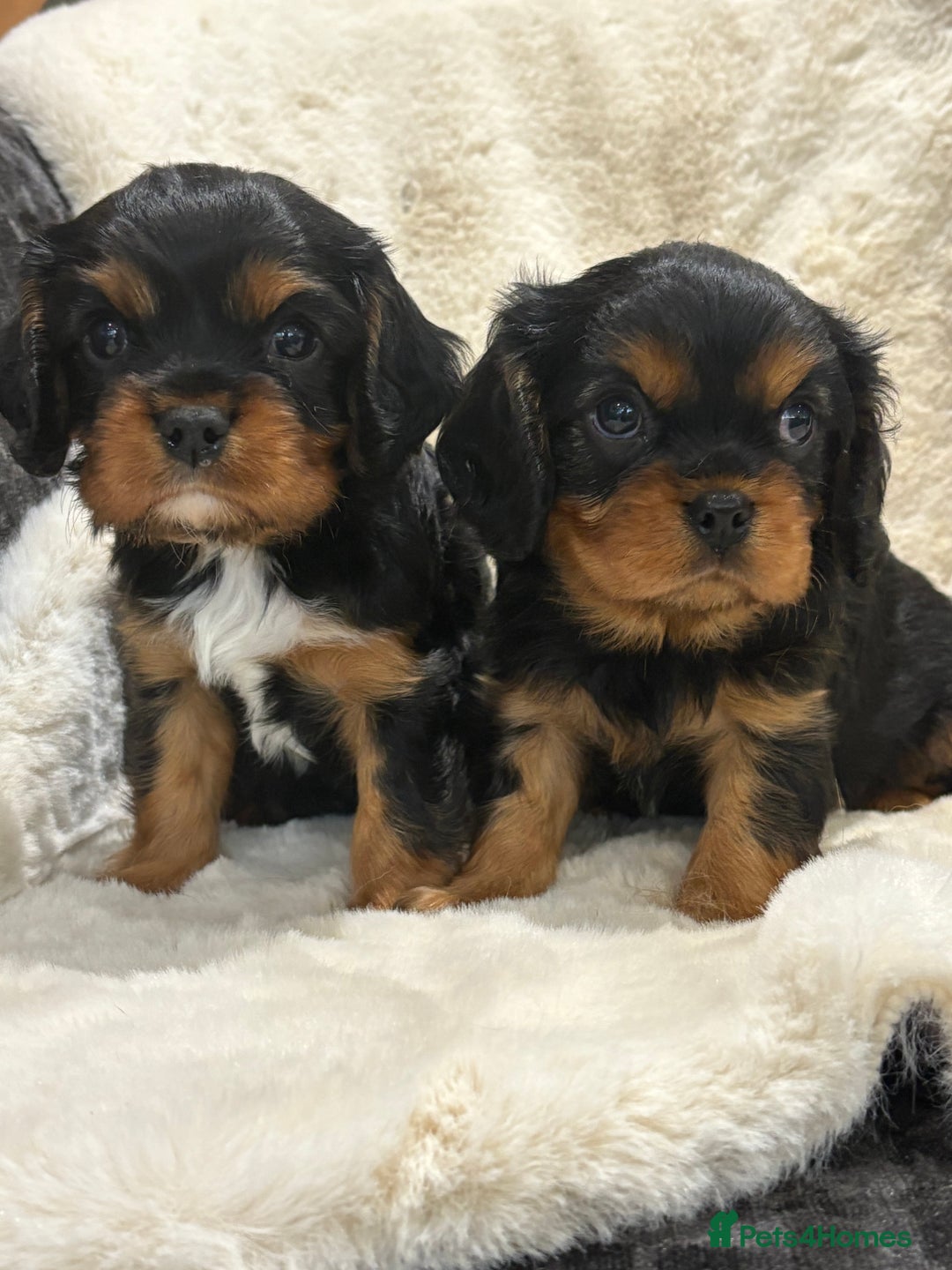 Cavalier King Charles Spaniel dogs for sale: Health tested cavalier King Charles spaniel pups  - Image 8
