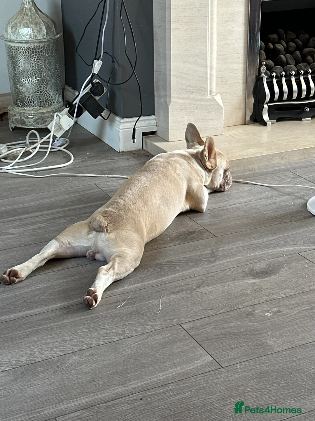 French Bulldog dogs for stud: New Isabella Shade Frenchie Proven Stud in Leeds - Advert 4