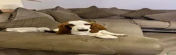 Basset Hound dogs for sale: Male basset hound  - Advert 2