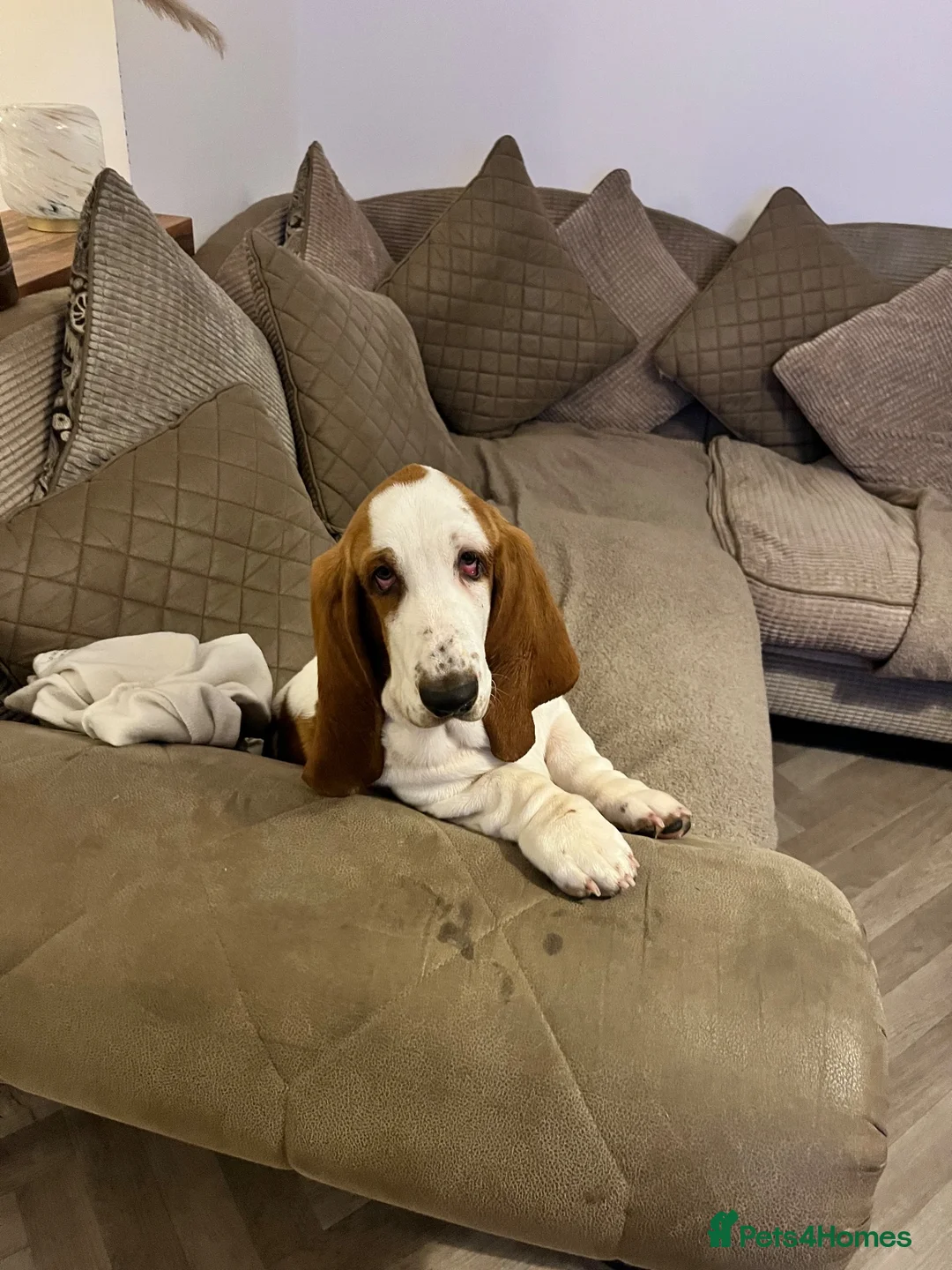 Basset Hound dogs for sale: Male basset hound  - Advert 2