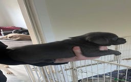 Labrador Retriever dogs for sale: Silver labrador puppys - Image 4