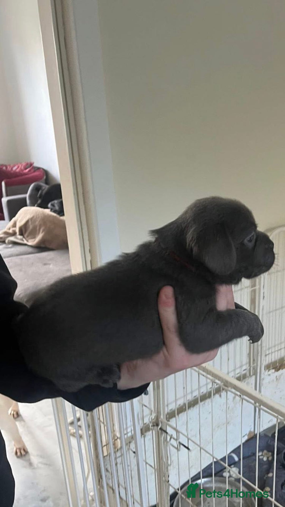 Labrador Retriever dogs for sale: Silver labrador puppys - Image 4