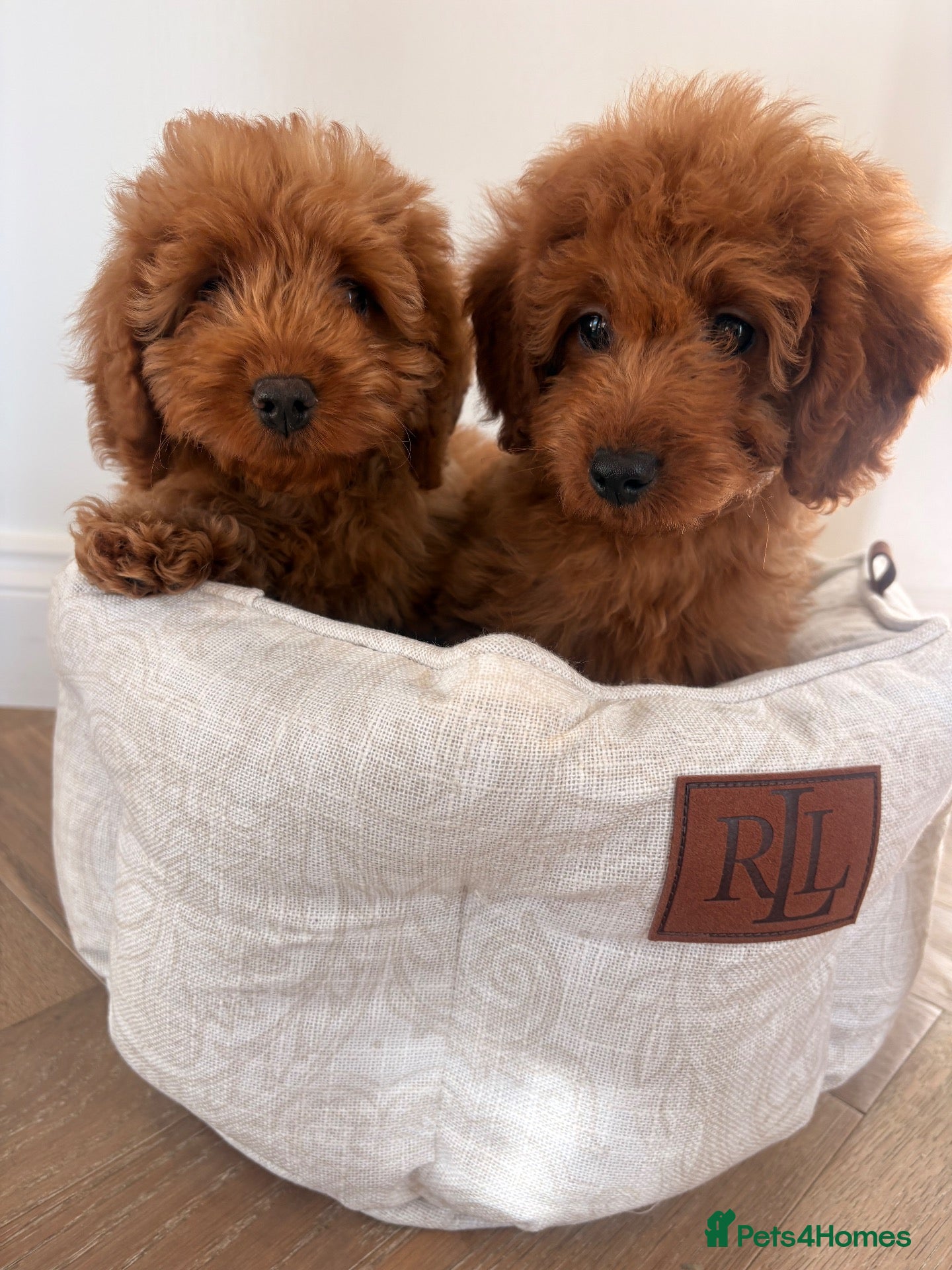 Labradoodle dogs for sale: LICENSED BREEDER TOY MINIATURE LABRADOODLES   - Advert 2