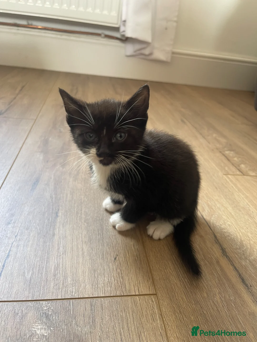 Mixed Breed cats for sale: Handsome Black and White / Tuxedo Male Kitten  - Advert 1