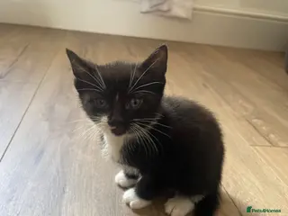 Mixed Breed cats Handsome Black and White / Tuxedo Male Kitten - Advert 1