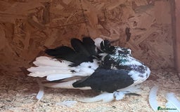 Pigeons birds for sale: Indian Faintails  - Advert 3