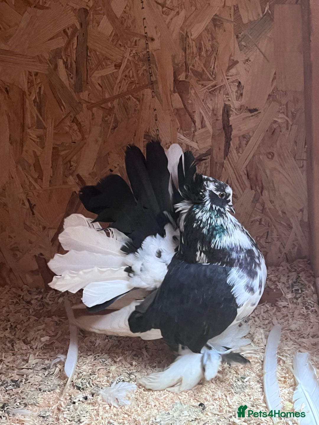 Pigeons birds for sale: Indian Faintails  - Advert 3