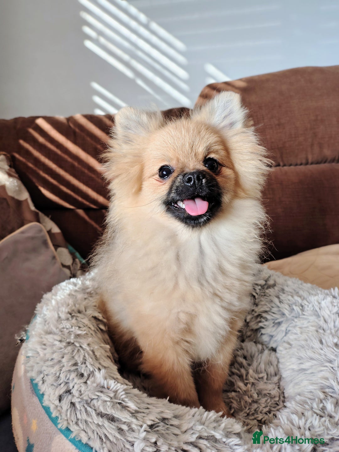 Pomeranian dogs for sale: Pom puppys with Kc reg , pedigree for sale - Image 3