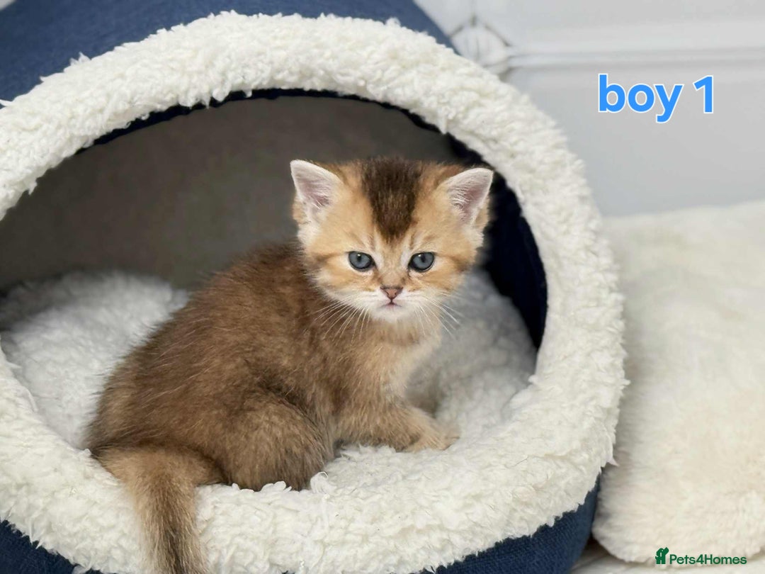 Scottish Fold cats for sale: Scottish straight/fold kittens 😸  - Image 4