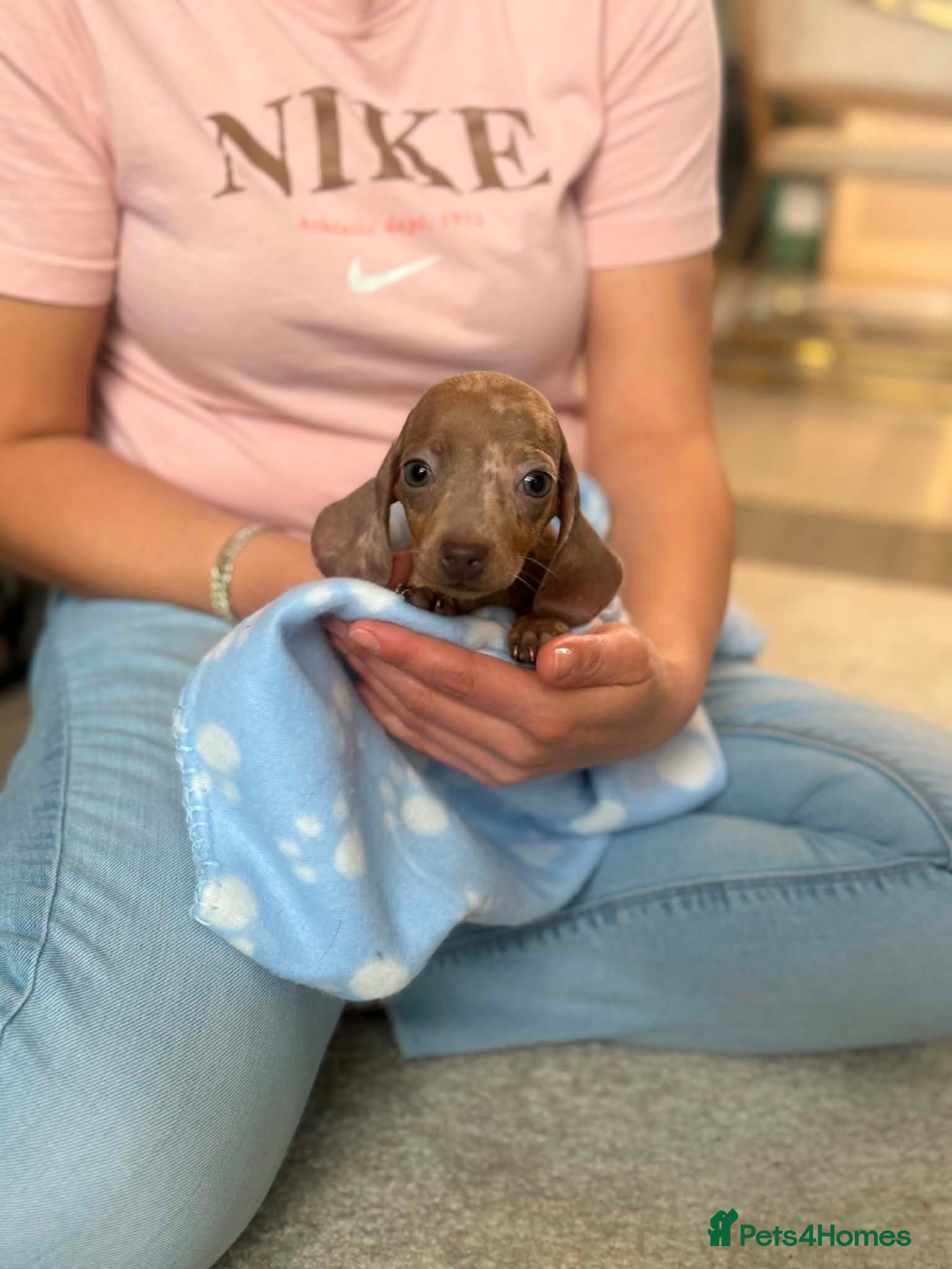 Miniature Dachshund dogs for sale: Miniature dachshund (Last puppy)  - Advert 2