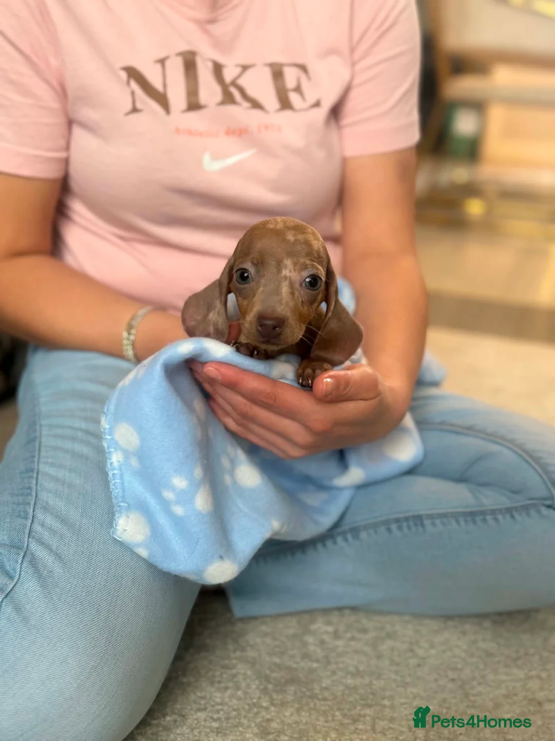 Miniature Dachshund dogs for sale: Miniature dachshund (Last puppy)  - Advert 1