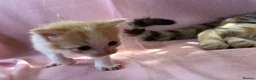 Mixed Breed cats for sale: Beautiful kittens  - Advert 6