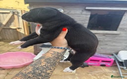 Mixed Breed dogs for sale: Beautiful American bulldog x cane corso puppies - Image 13