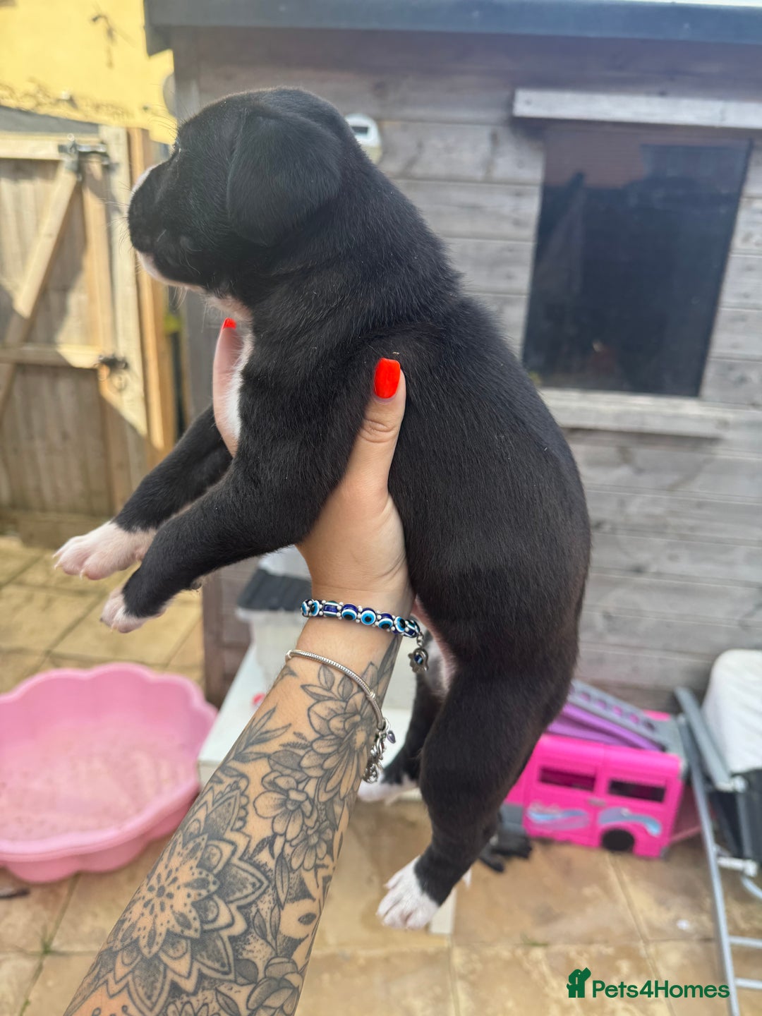 Mixed Breed dogs for sale: Beautiful American bulldog x cane corso puppies - Image 13