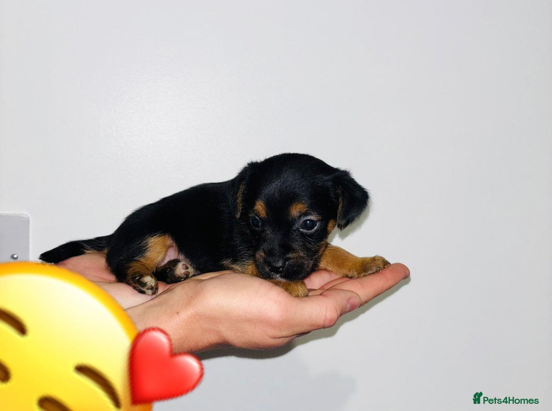 Jack Russell dogs for sale: Jack Russell Puppies  - Image 6