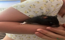 Hamster rodents for sale: FREE her name is patch and is super friendly x - Image 2
