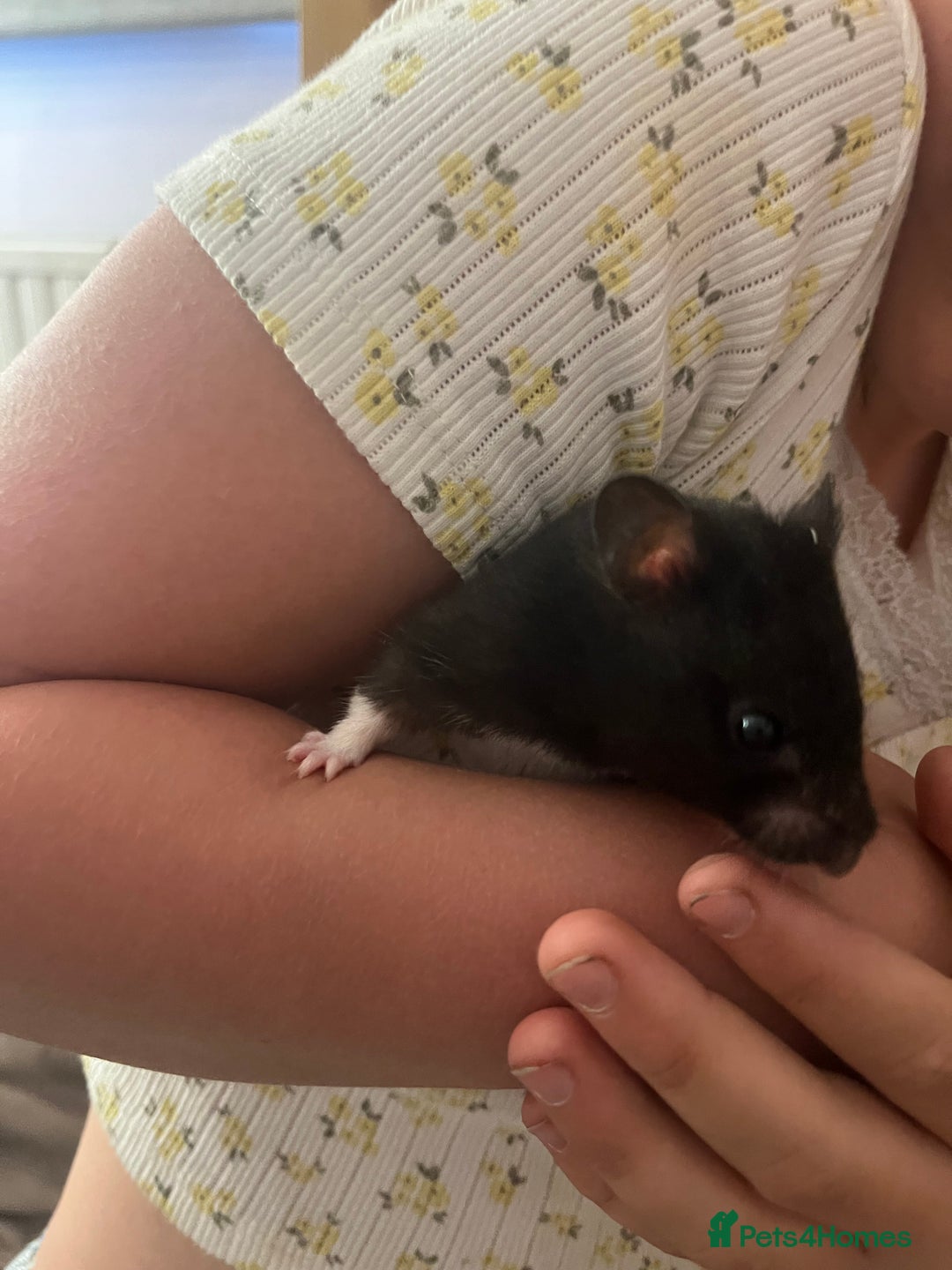 Hamster rodents for sale: FREE her name is patch and is super friendly x - Image 2
