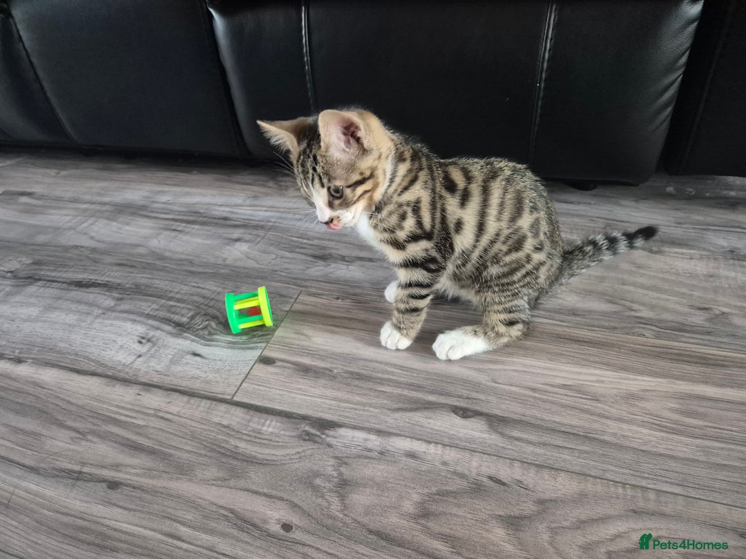 Bengal cats for sale: URGENR KITTEN FOR SALE - Image 2
