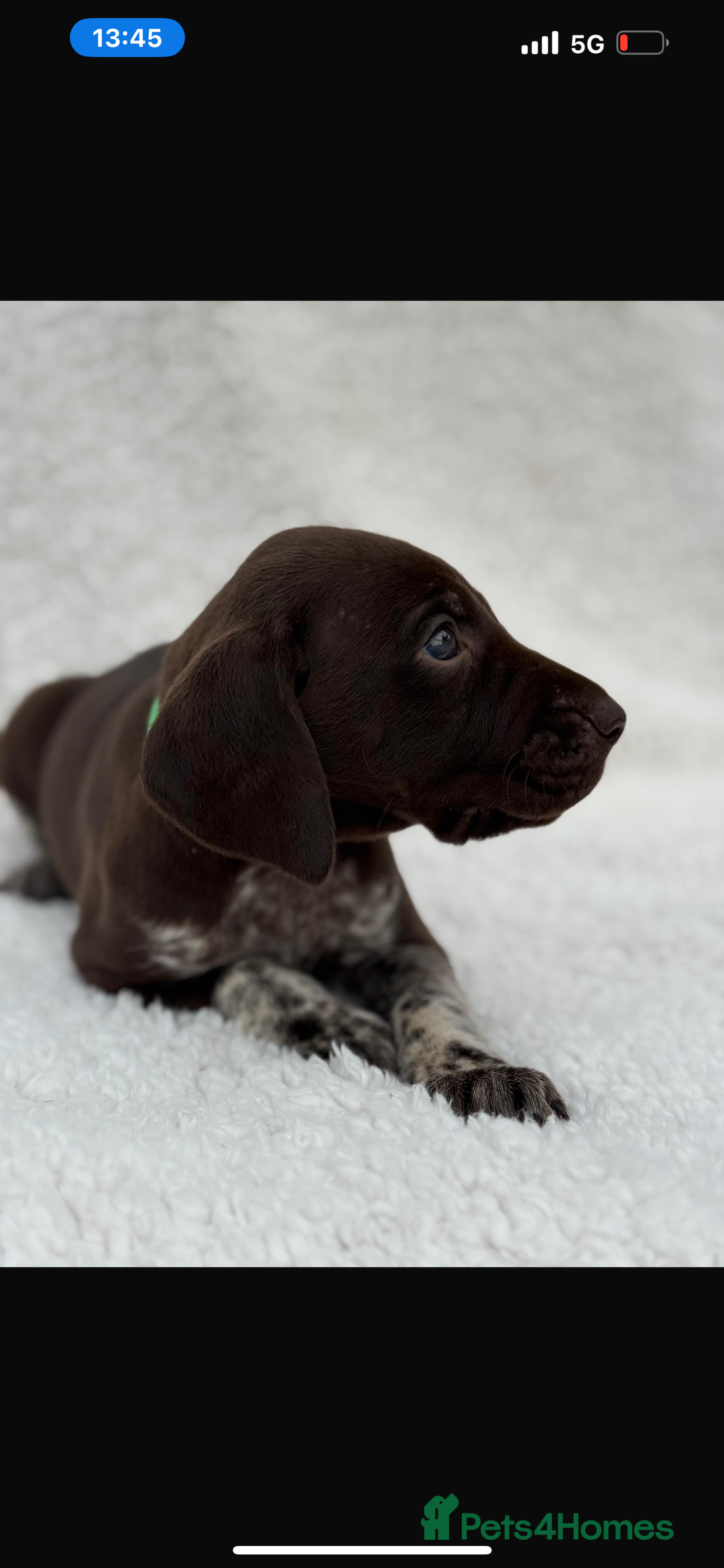 German Shorthaired Pointer dogs for sale: KC registered German Shorthair Pointer Puppy - Advert 22