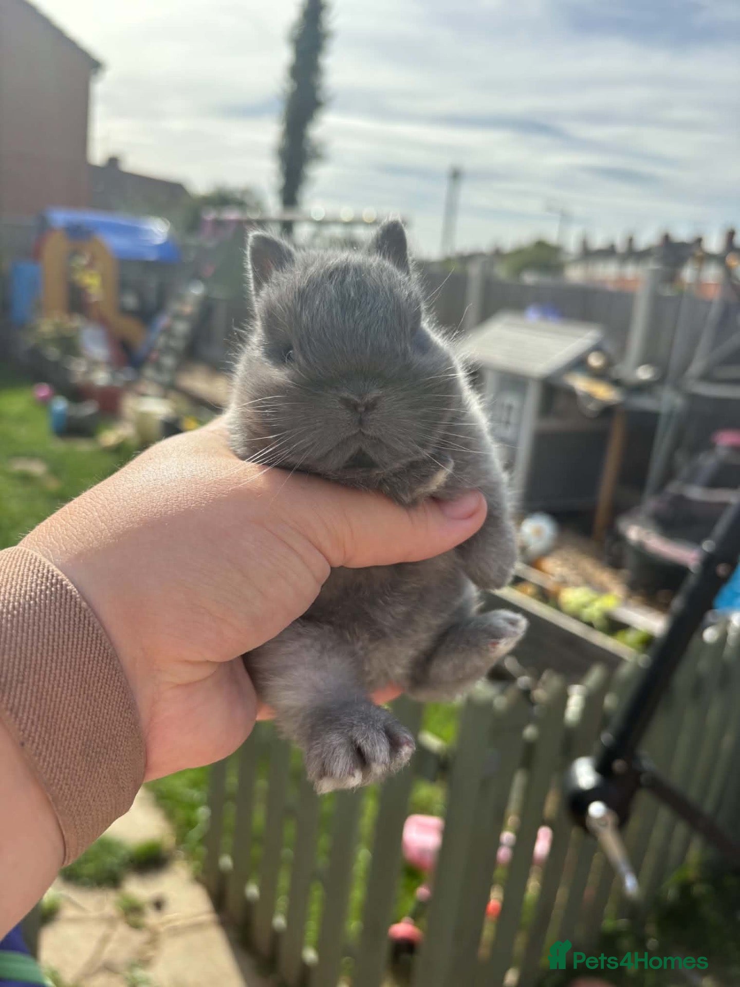 Netherland Dwarf rabbits Baby netherland dwarf babies one Doe one Buck - Advert 2