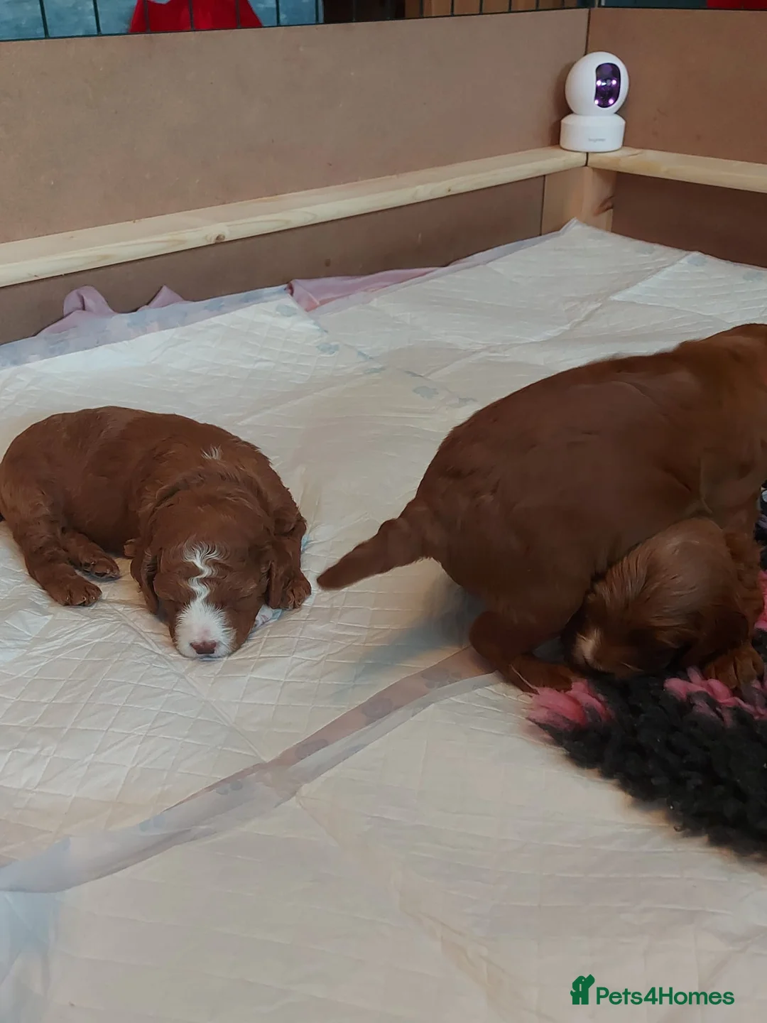 Cockapoo dogs for sale: X3 f1b cockapoo puppies  - Advert 16