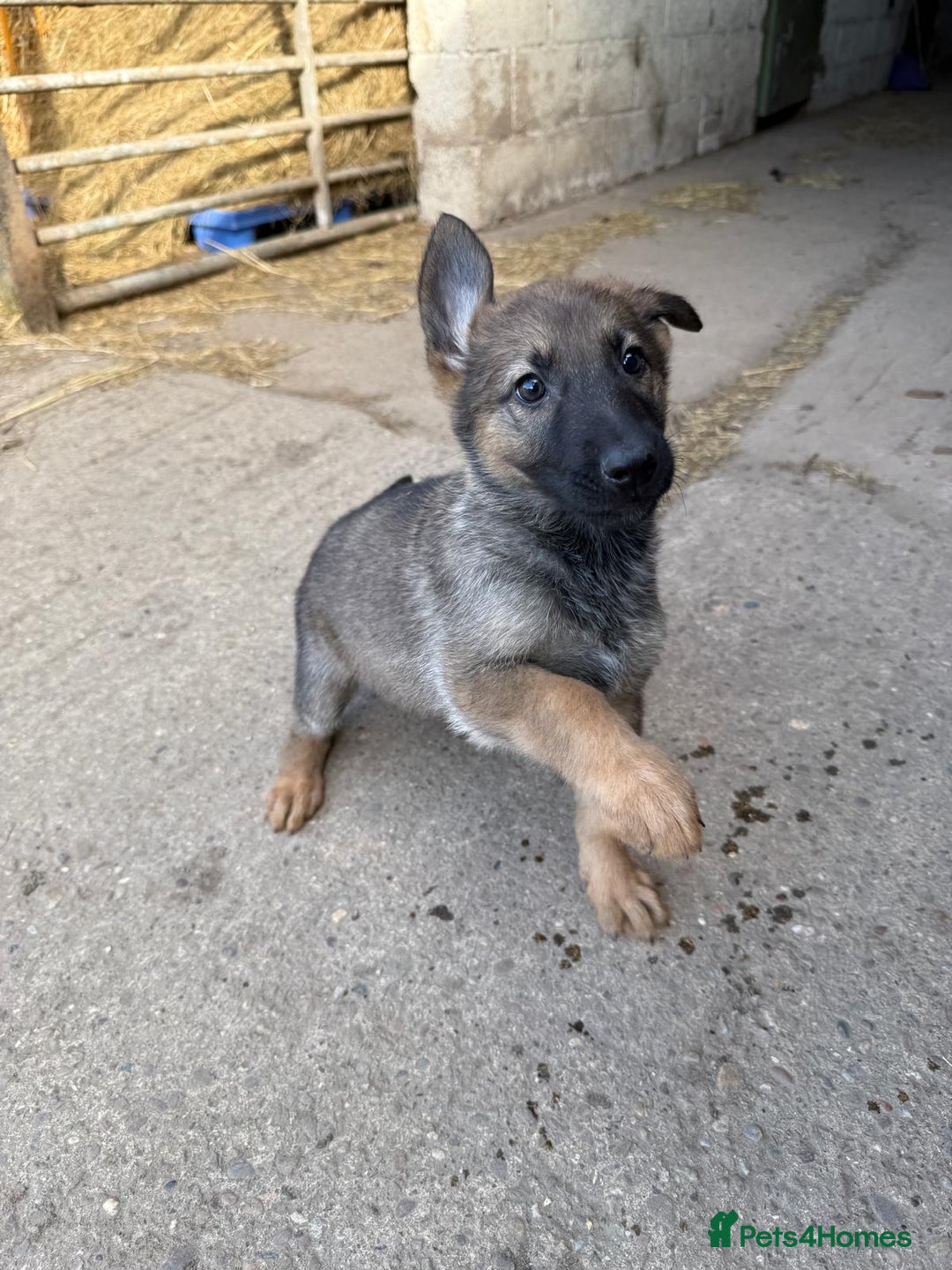 Belgian Shepherd Dog dogs for sale: belgium shepard  - Advert 6