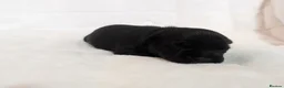 Staffordshire Bull Terrier dogs for sale: Staffordshire Bull Terrier - Advert 9