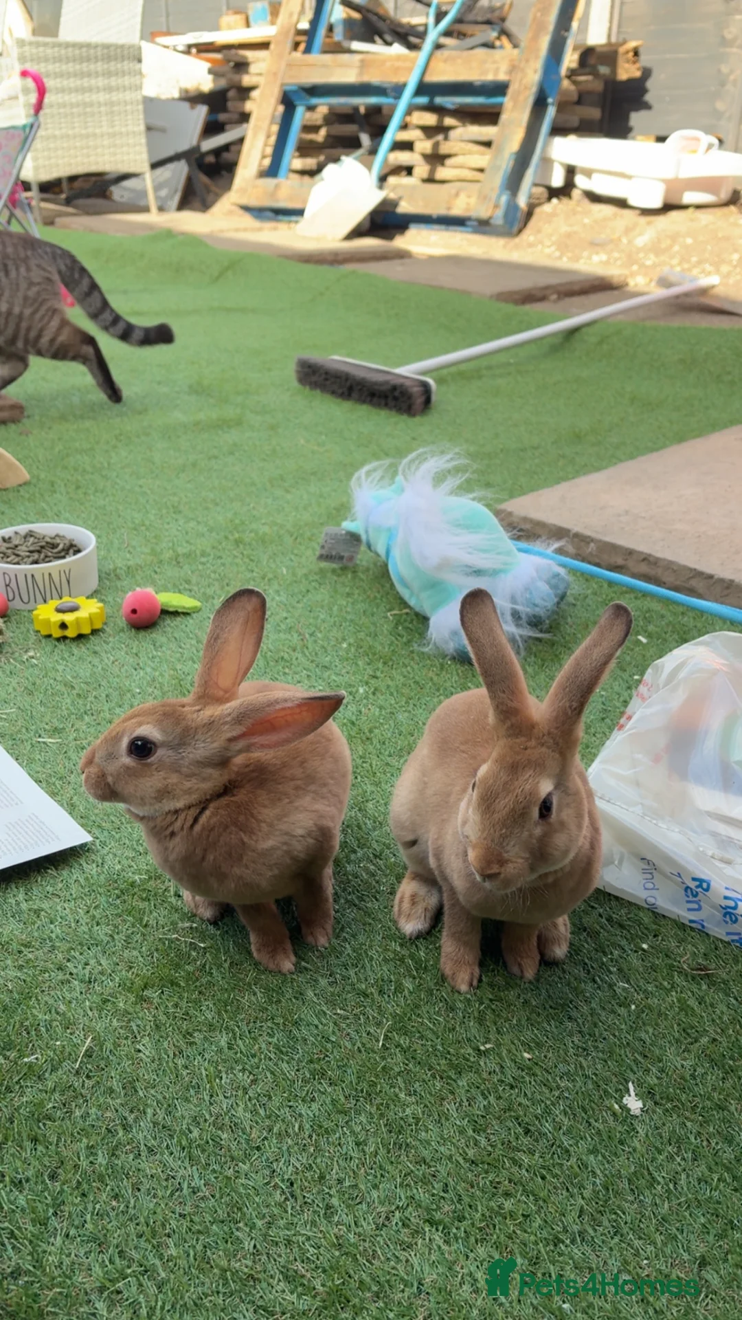 Rex rabbits for sale: Male Rex rabbit brothers  - Advert 1