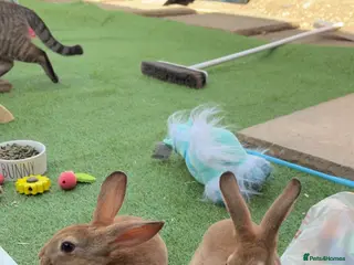 Rex rabbits Male Rex rabbit brothers - Advert 2