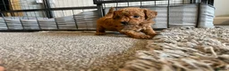Toy Poodle dogs for sale: toy poodle pups  - Advert 12