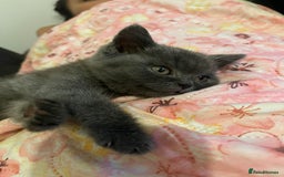 British Shorthair cats for sale: Male British shorthair kitten  - Image 9