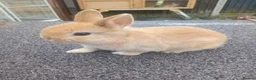 Netherland Dwarf rabbits for sale: Netherland dwarf baby  - Advert 1