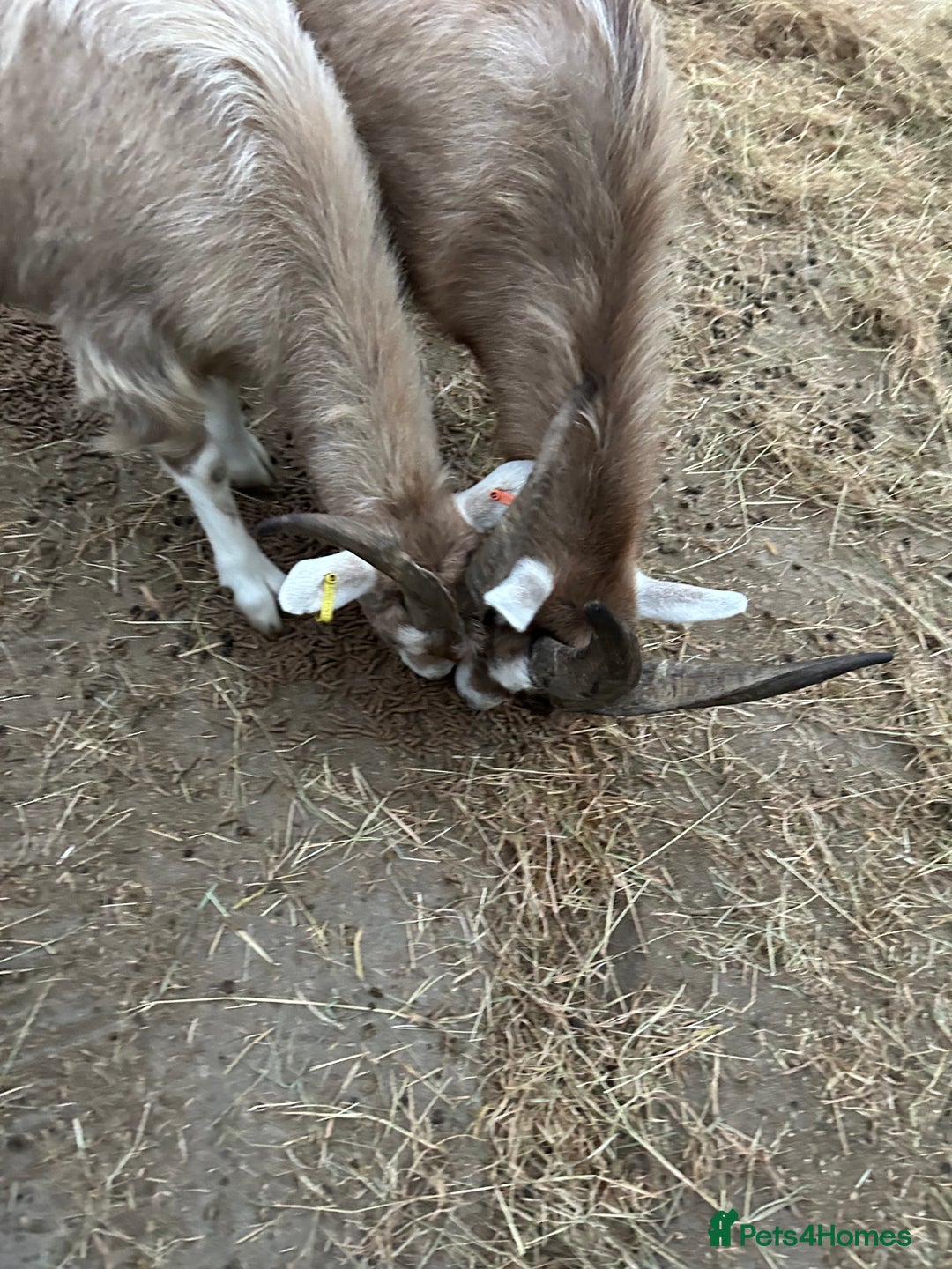 Goats livestock for sale: Mixed goats - Advert 8