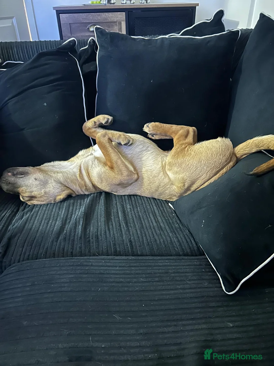 Mixed Breed dogs for sale: Rehoming for a friend  - Advert 2