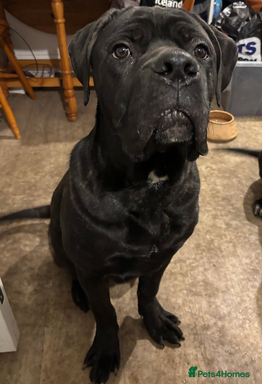 Cane Corso dogs for sale: Brother and sister cane corso - Advert 6