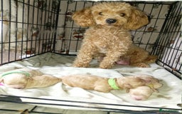 Maltipoo dogs for sale: Golden Maltipoos  - Image 6