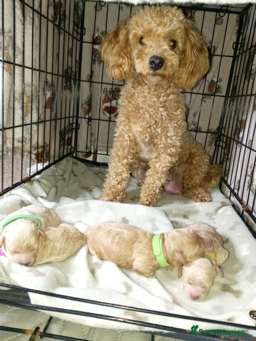 Maltipoo dogs for sale: Golden Maltipoos  - Image 6
