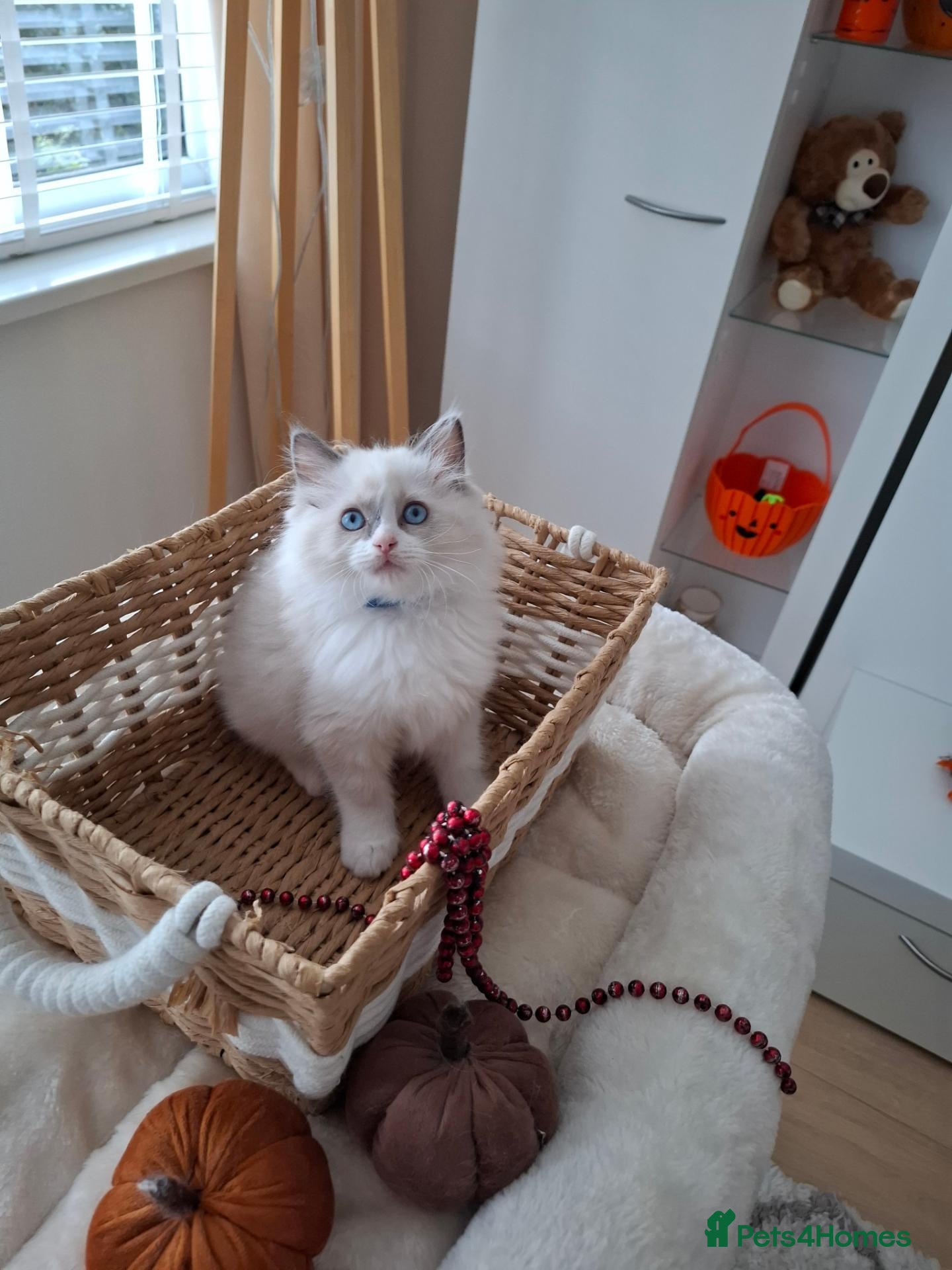 Ragdoll cats Stunning TICA-Registered Ragdoll Kittens - Advert 2